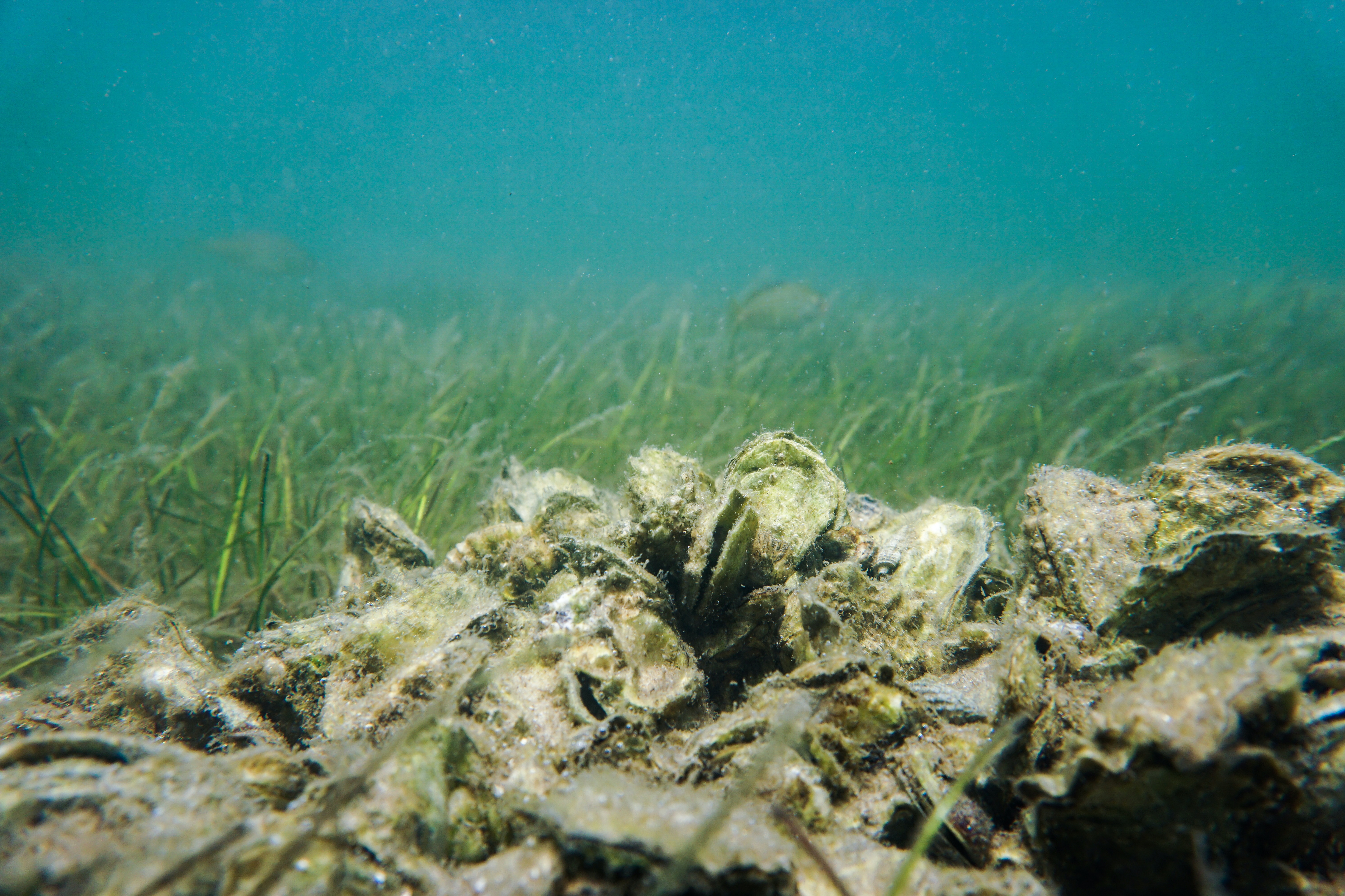 underwater
